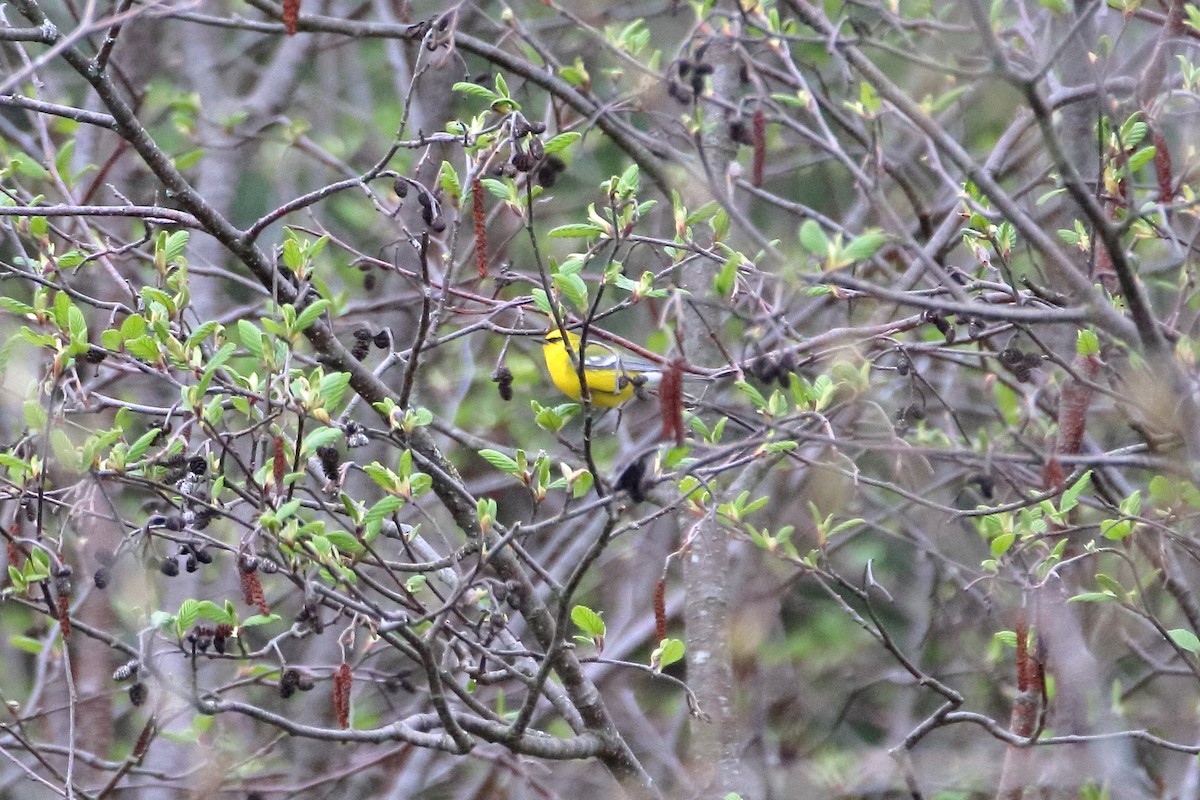 Blue-winged Warbler - ML623819638