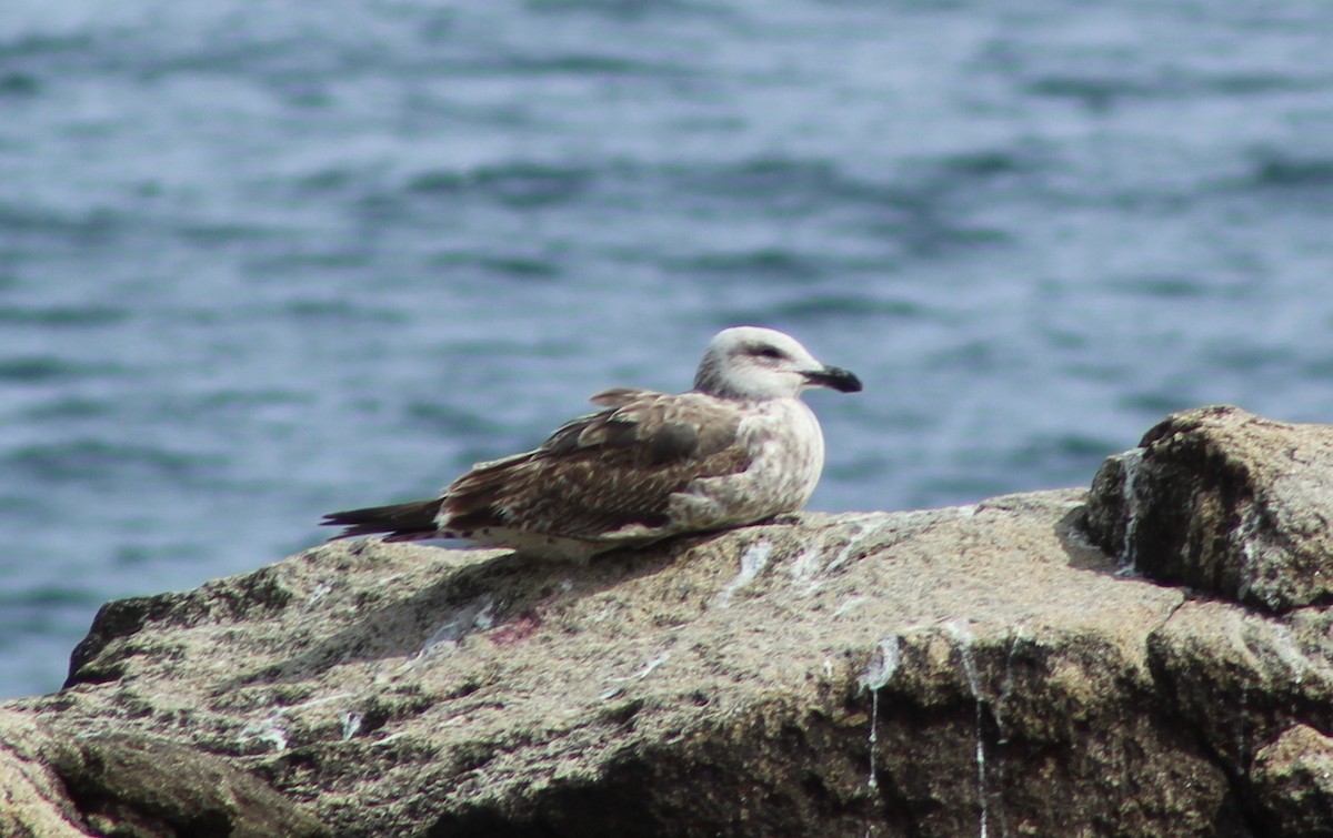 Kelp Gull - ML623819643