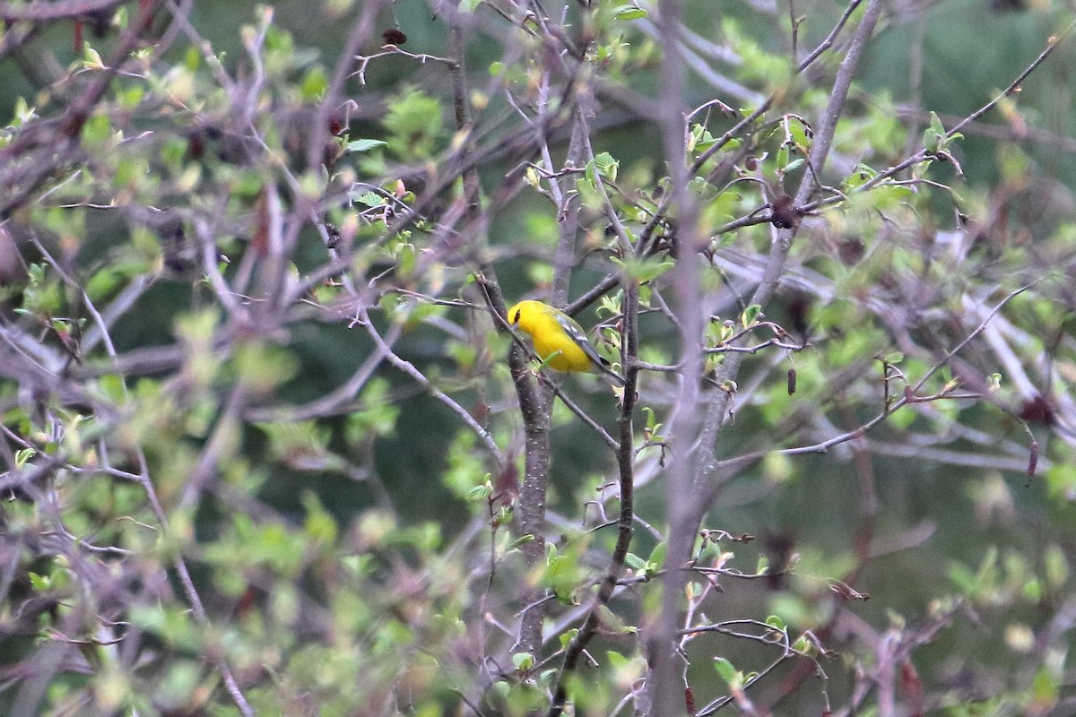 Blue-winged Warbler - Daniel  Bellich