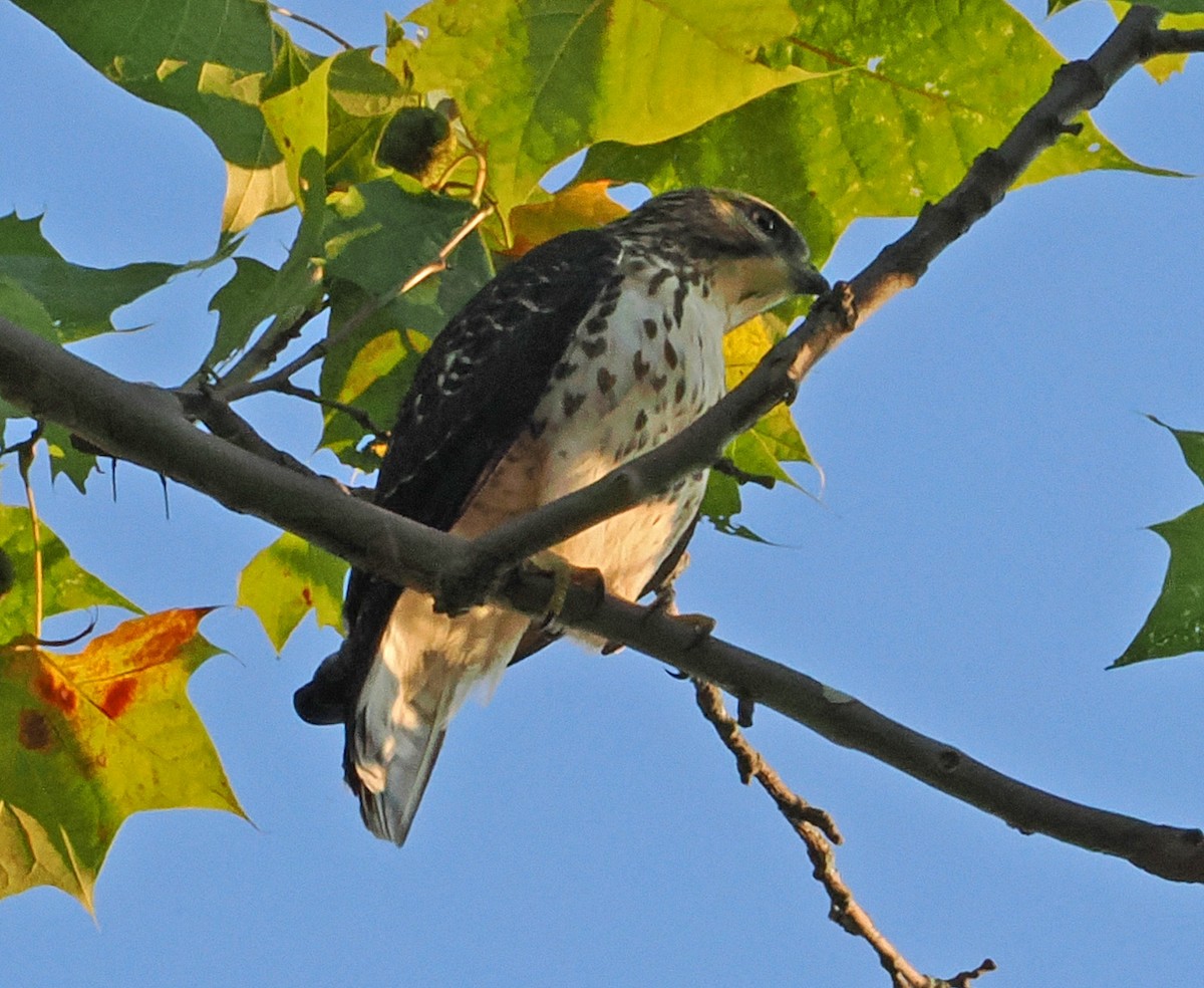 Broad-winged Hawk - ML623819651