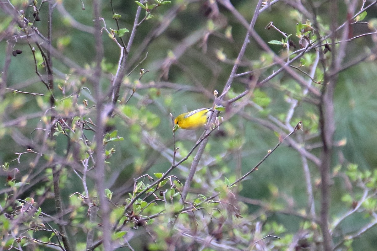 Blue-winged Warbler - Daniel  Bellich