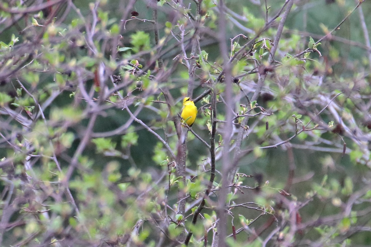 Blue-winged Warbler - ML623819653