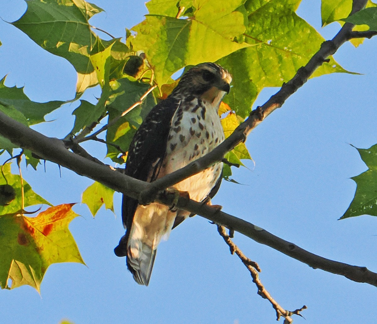 Broad-winged Hawk - ML623819654