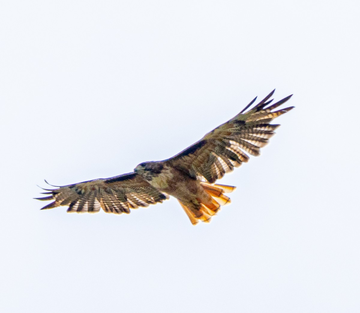 Red-tailed Hawk - ML623819660