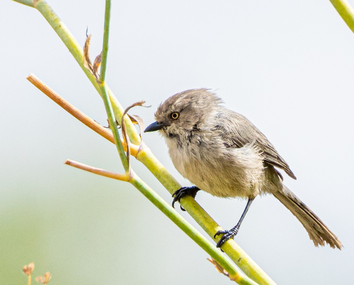 Bushtit - ML623819671