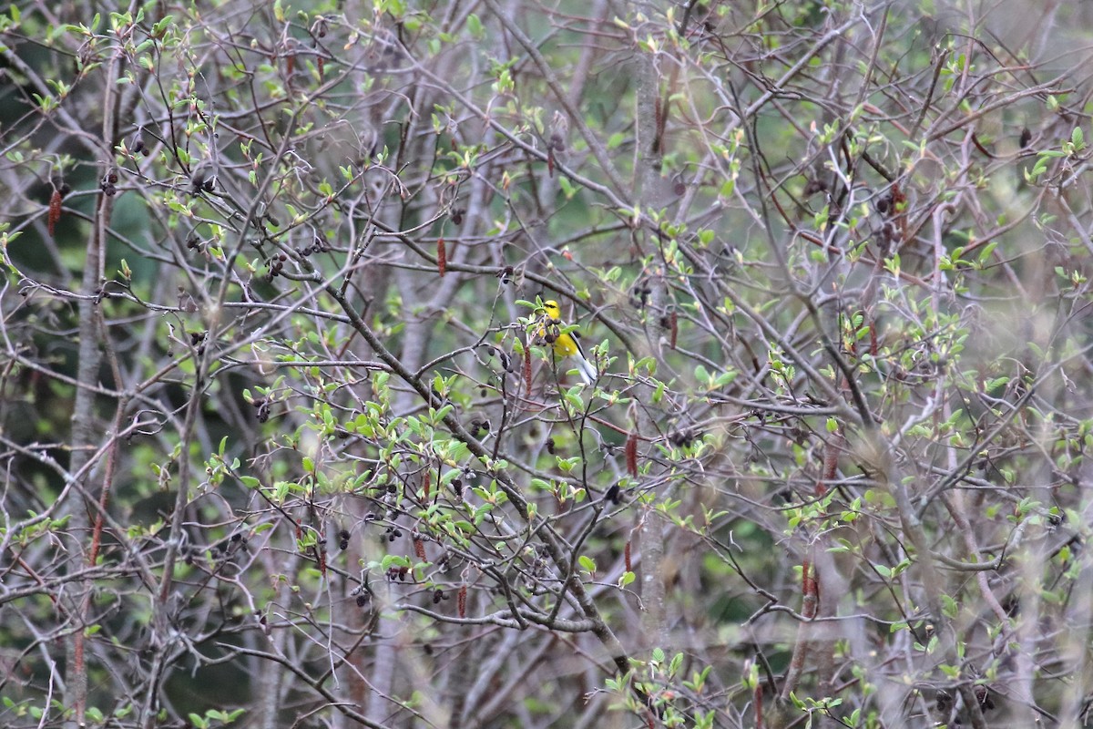 Blue-winged Warbler - ML623819681