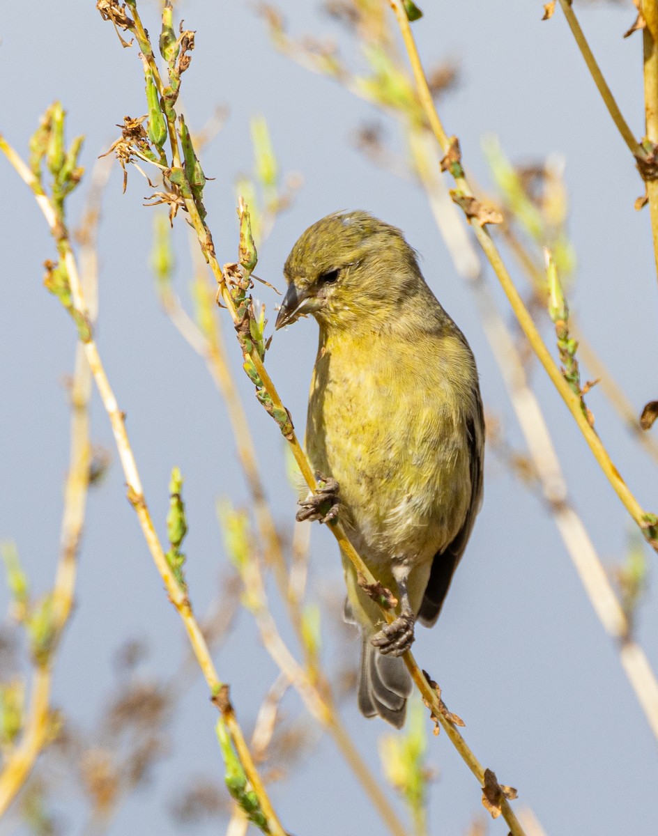 Lesser Goldfinch - ML623819682