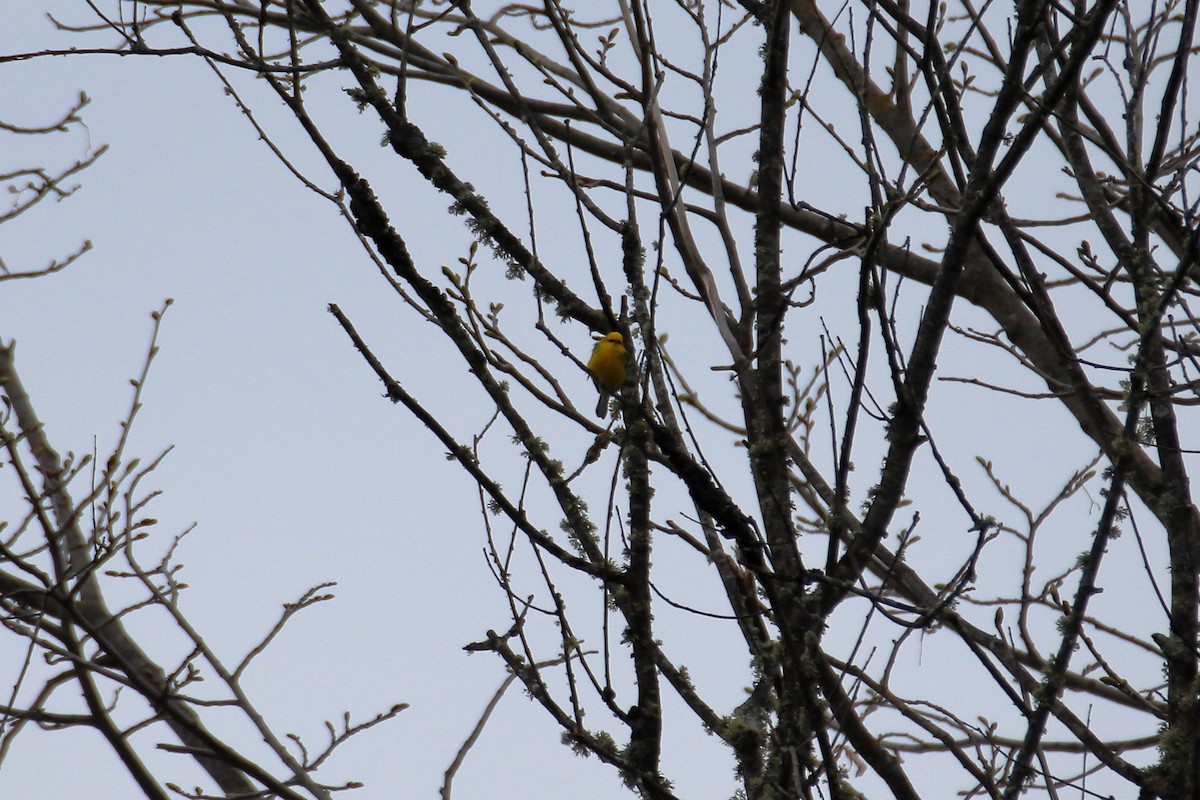 Blue-winged Warbler - ML623819688