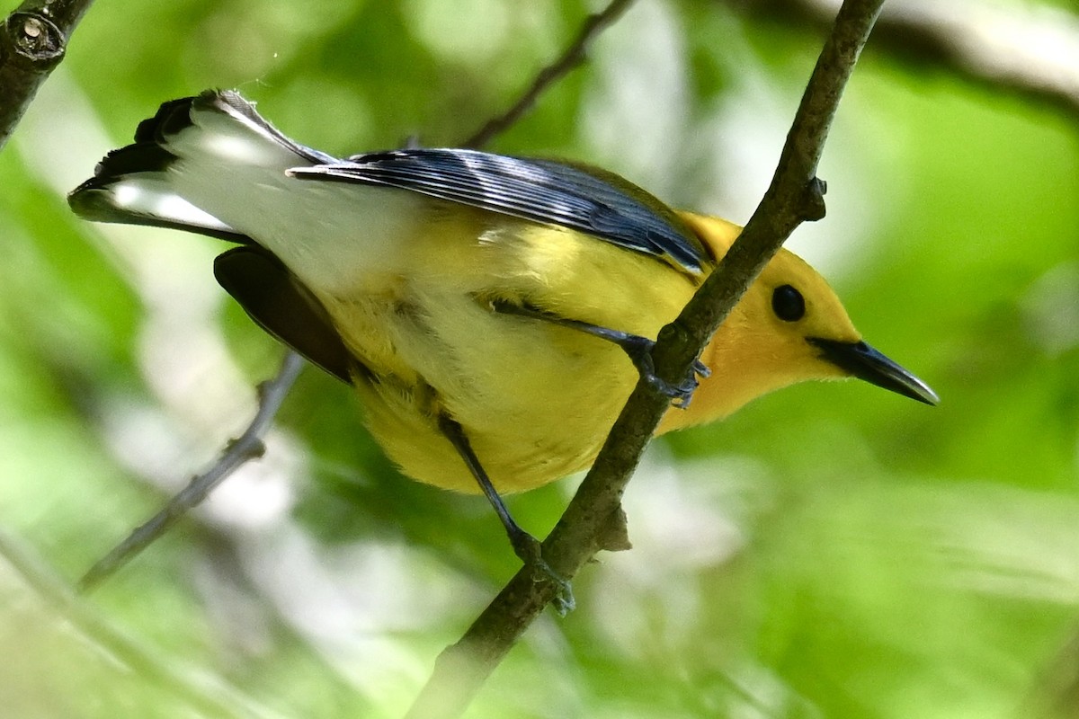 Prothonotary Warbler - ML623819713