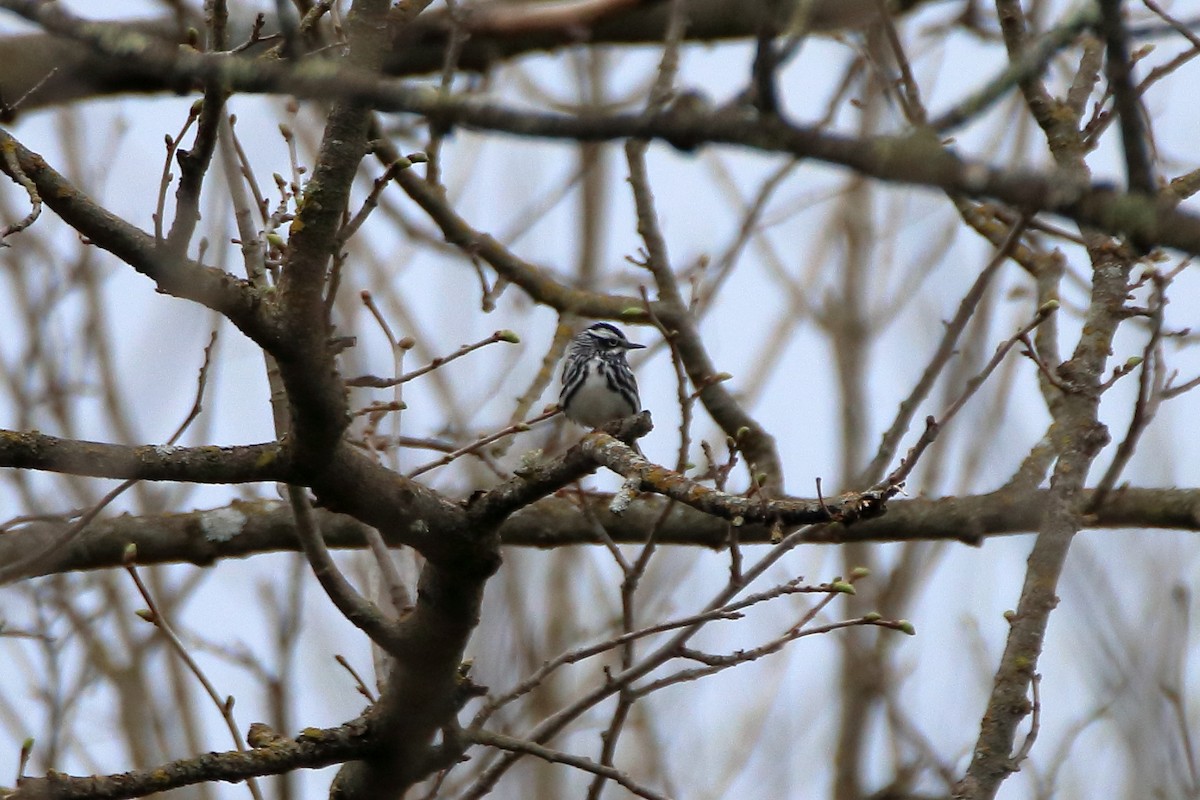 Black-and-white Warbler - ML623819714