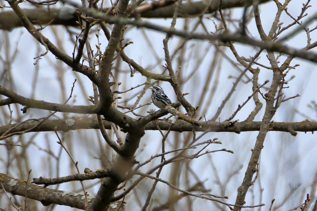 Black-and-white Warbler - ML623819716