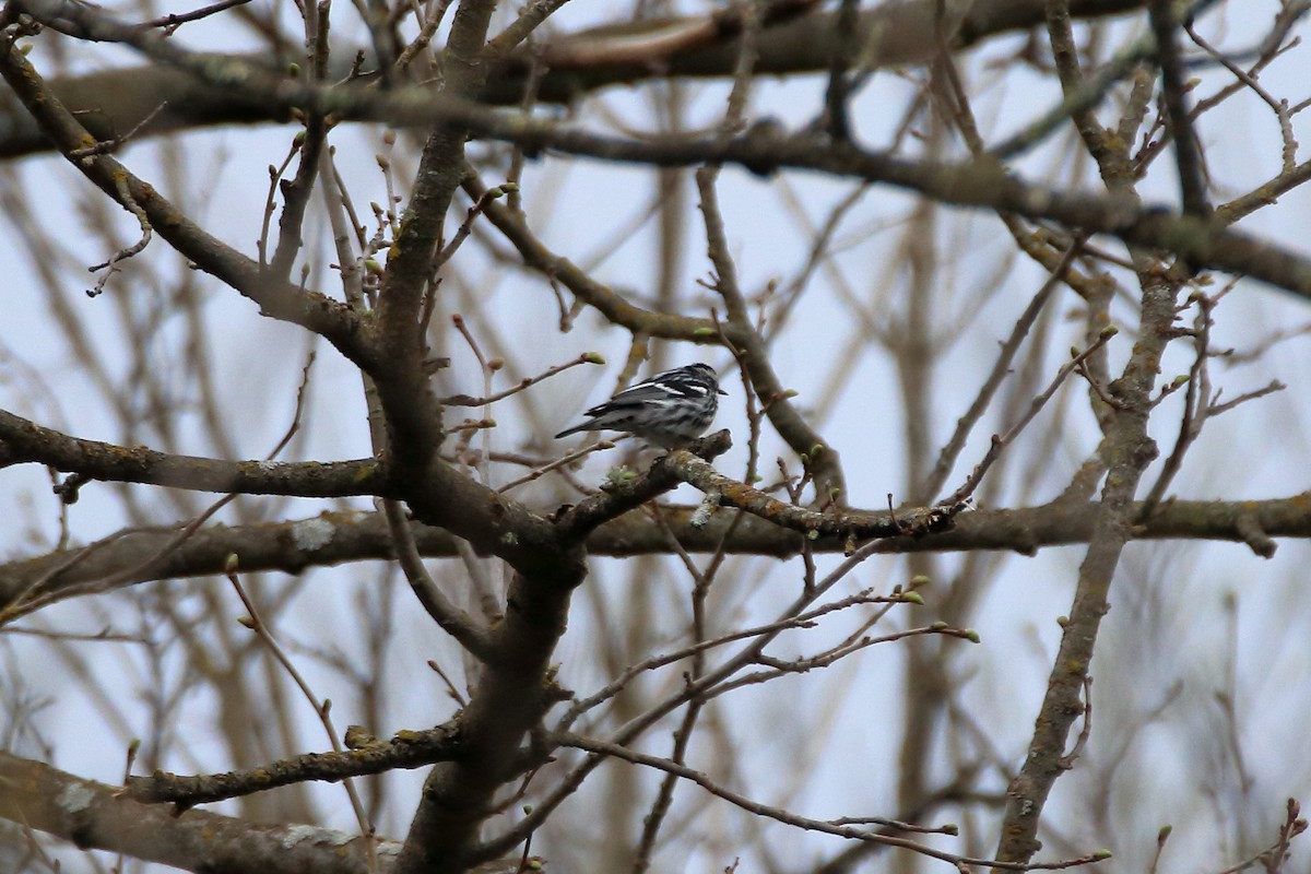 Paruline noir et blanc - ML623819721