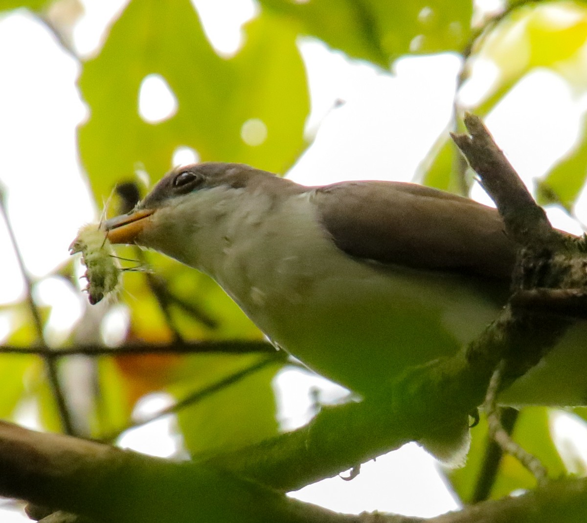 Yellow-billed Cuckoo - ML623819735