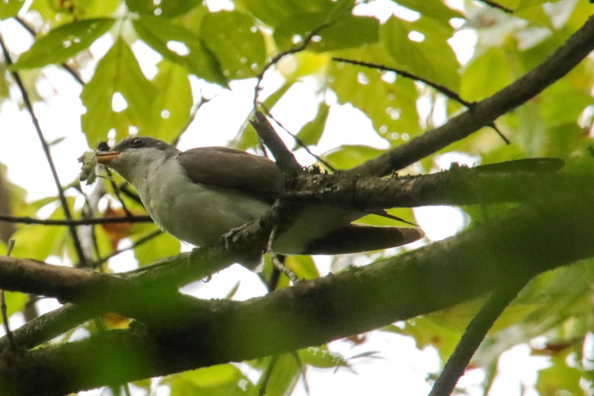 Yellow-billed Cuckoo - ML623819736