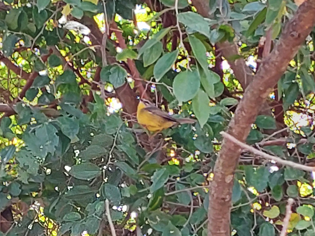 Golden-crowned Warbler - ML623819739