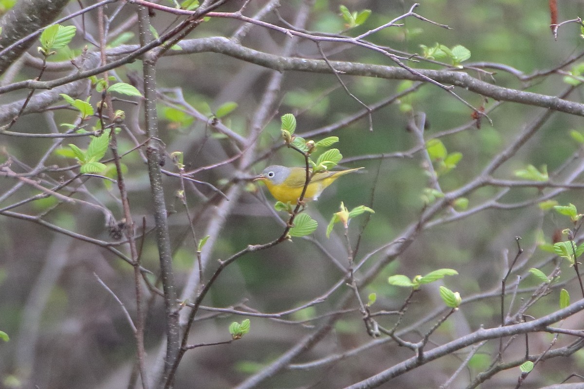 Nashville Warbler - ML623819750