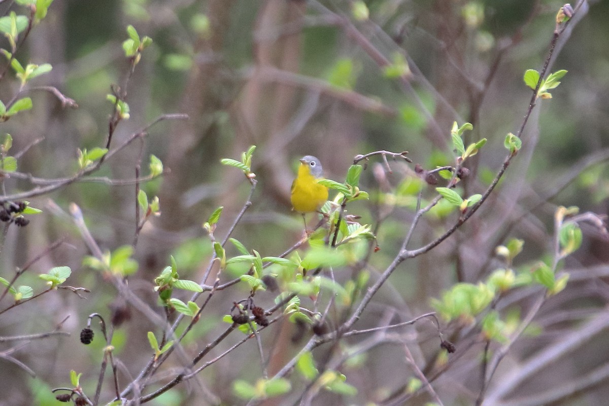 Nashville Warbler - ML623819755