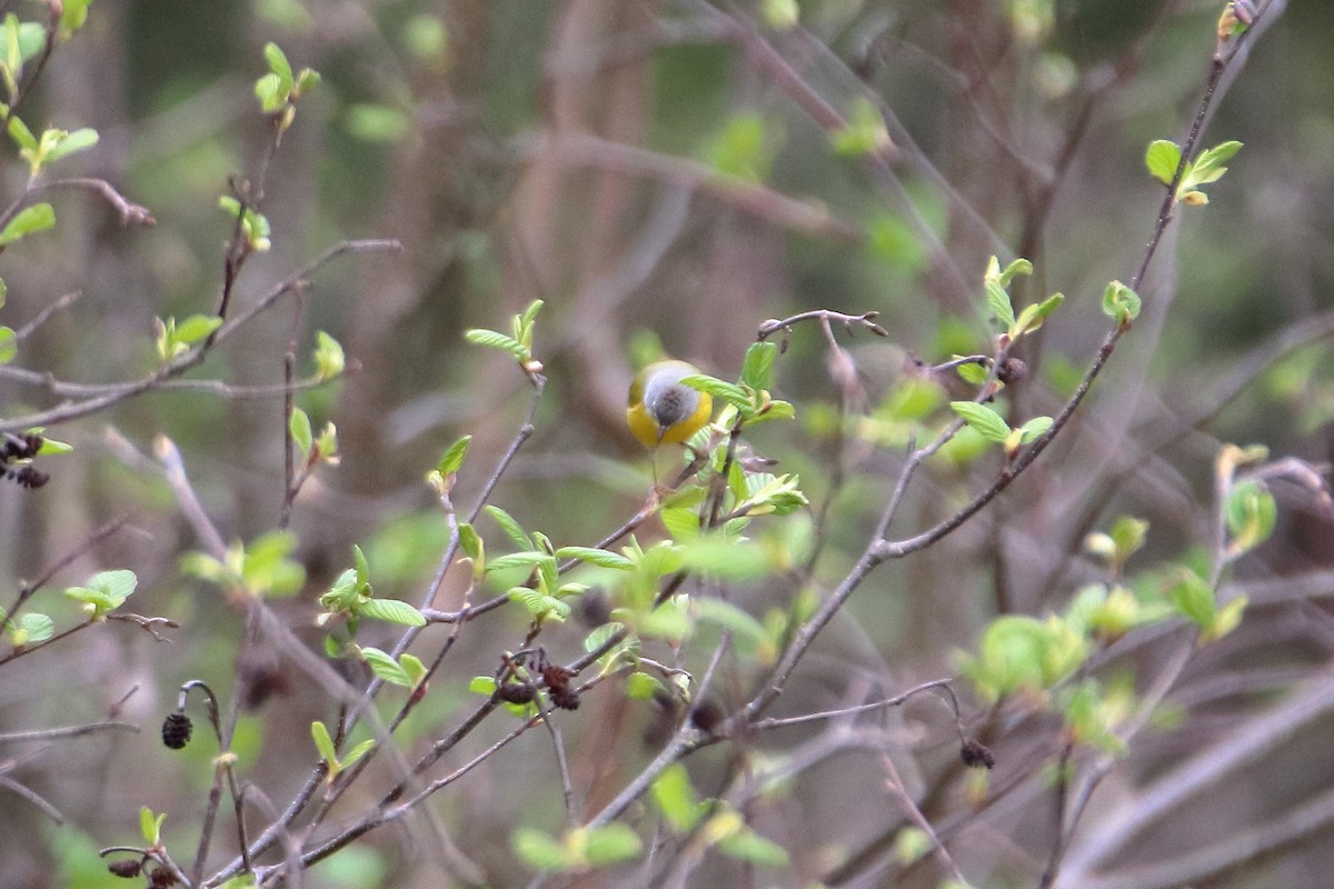 Nashville Warbler - ML623819756