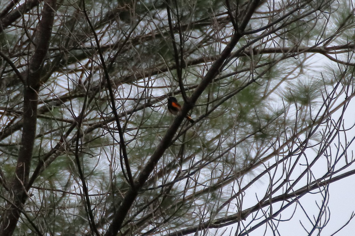 American Redstart - ML623819770