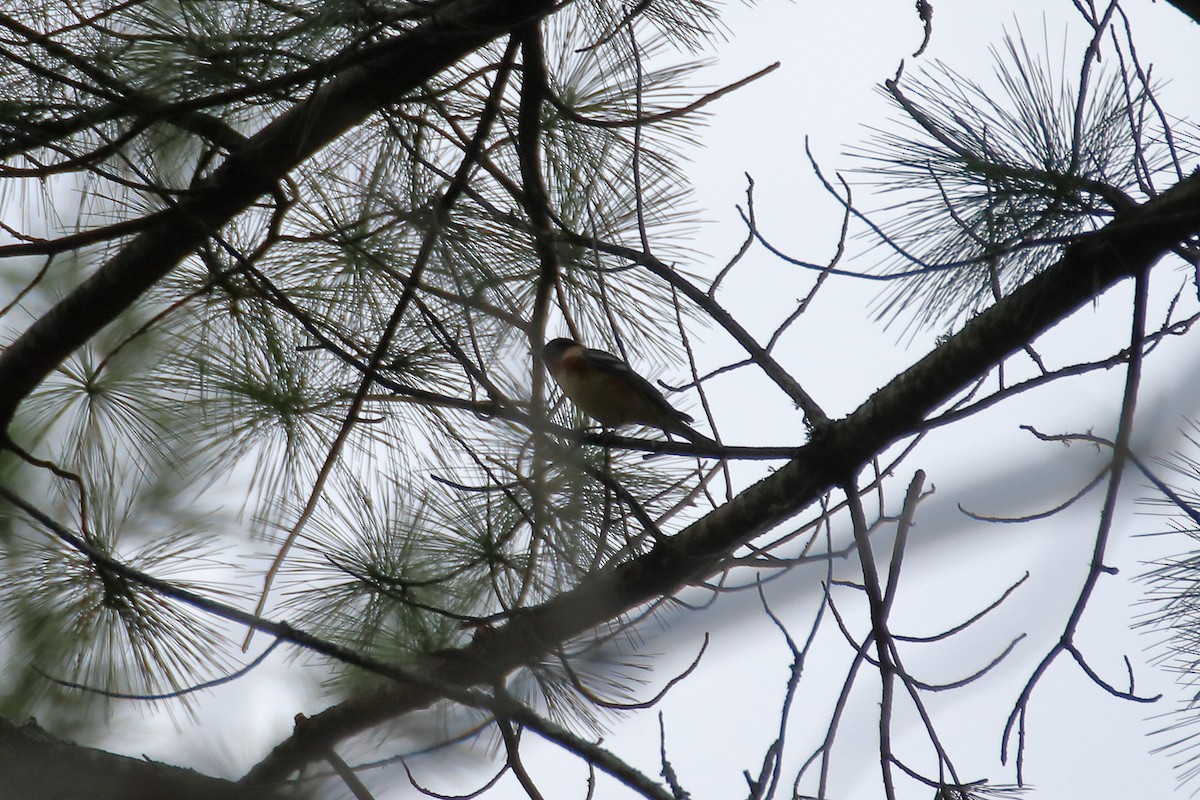 Bay-breasted Warbler - ML623819772