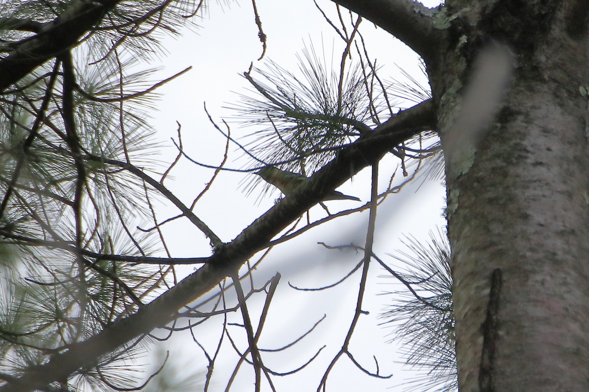 Bay-breasted Warbler - ML623819774