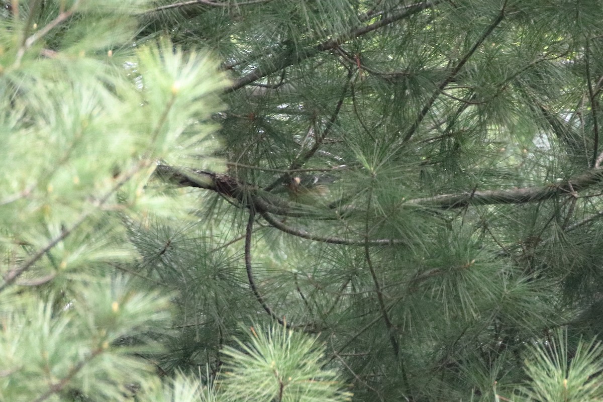 Bay-breasted Warbler - ML623819779