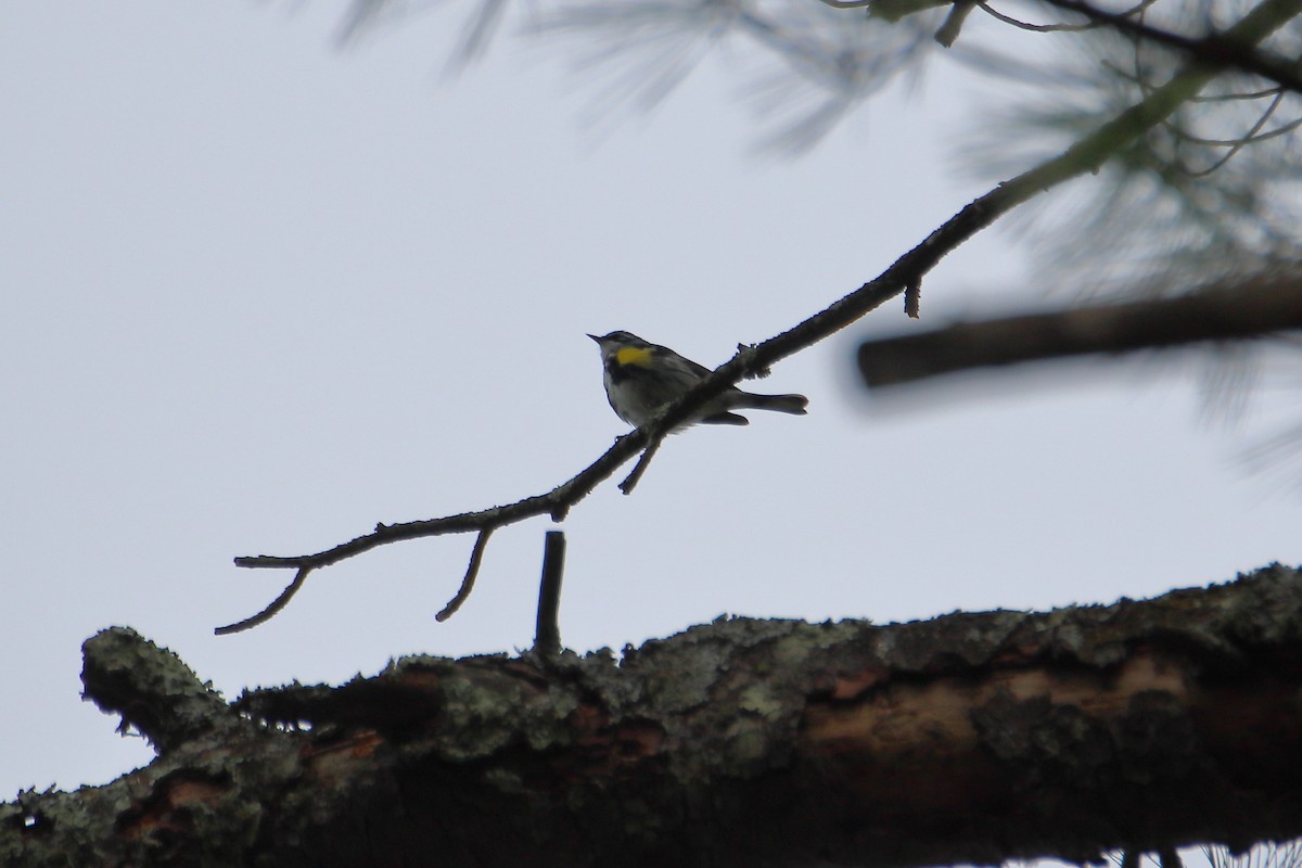 Paruline à croupion jaune (coronata) - ML623819791