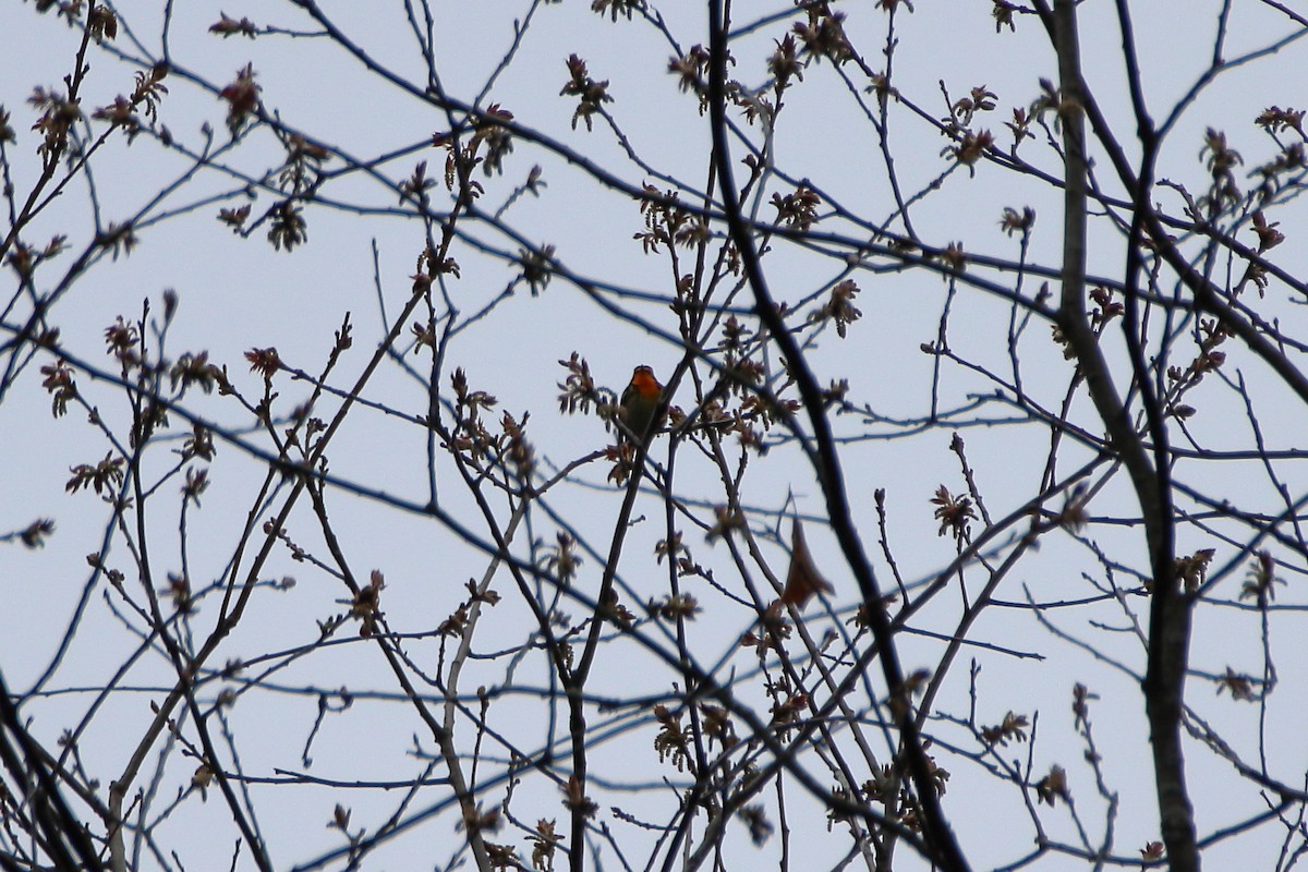 Blackburnian Warbler - ML623819801