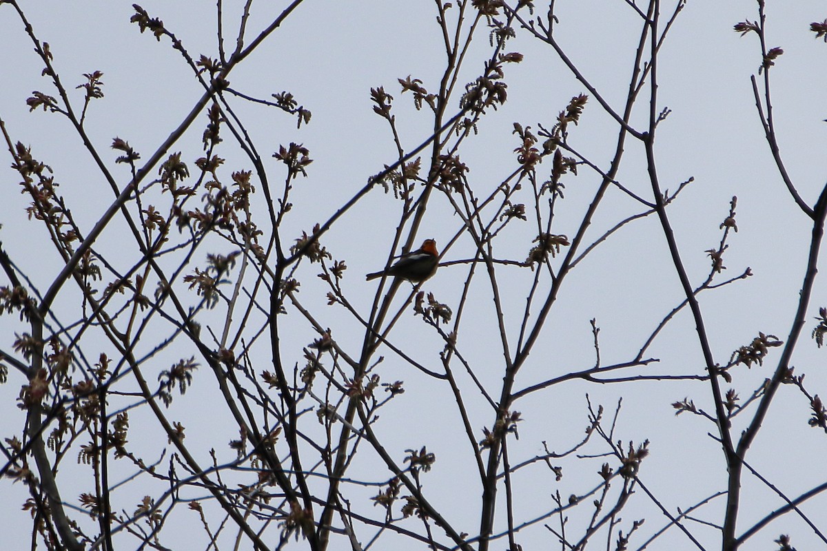 Blackburnian Warbler - ML623819803