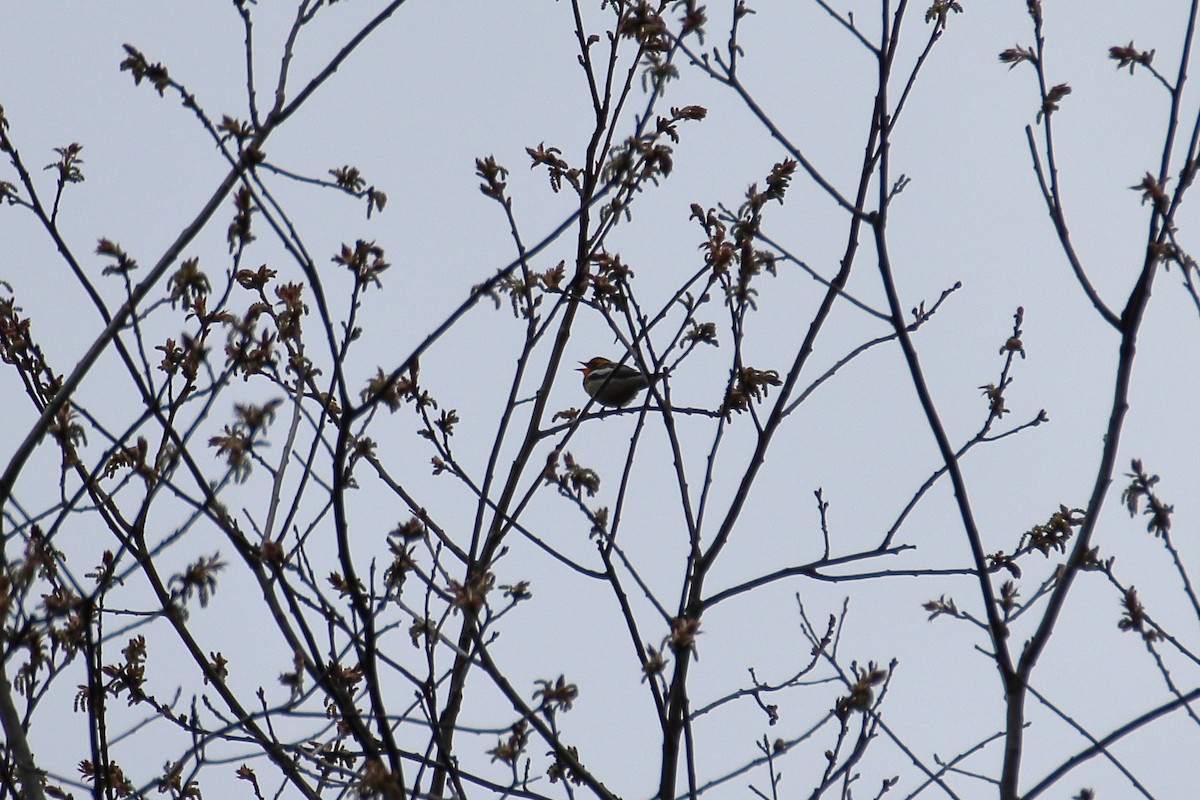 Blackburnian Warbler - ML623819805