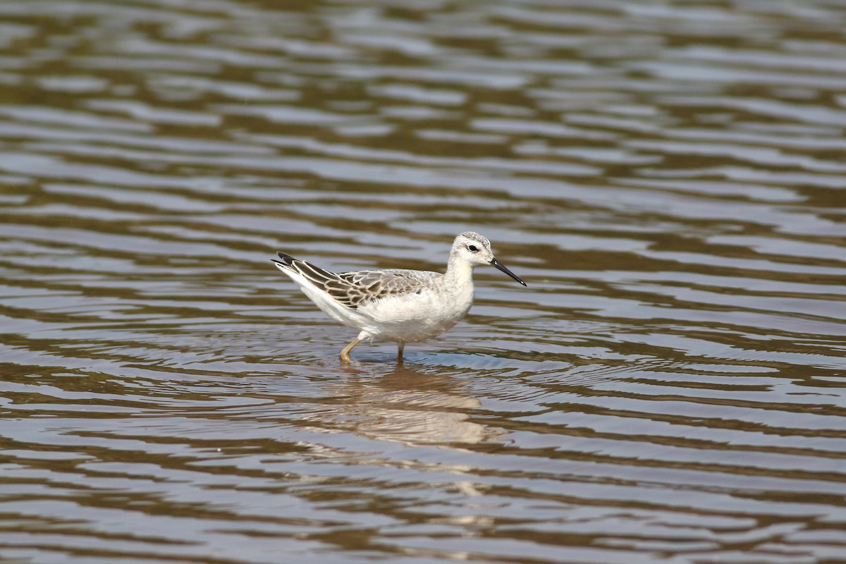 Wilson's Phalarope - ML623819810