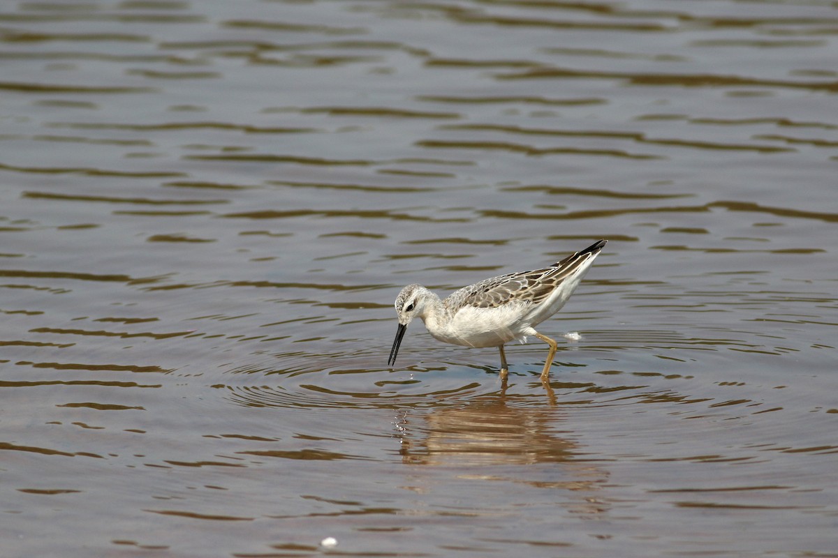 Wilson's Phalarope - ML623819811