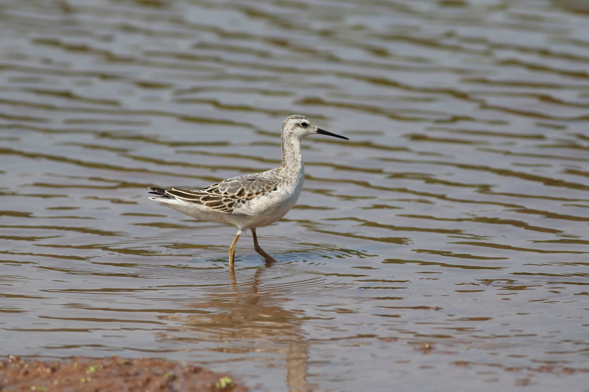 Wilson's Phalarope - ML623819812