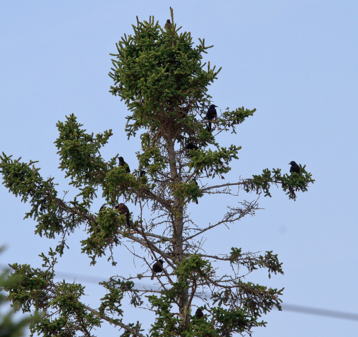 Common Grackle - ML623819819