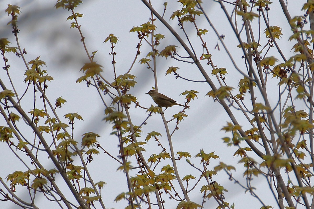 Paruline à couronne rousse - ML623819820