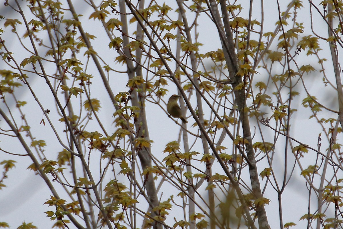 Paruline à couronne rousse - ML623819823