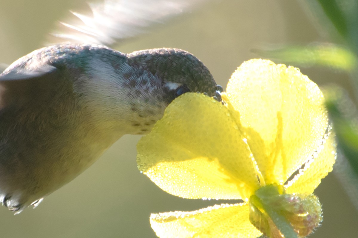 Ruby-throated Hummingbird - ML623819825