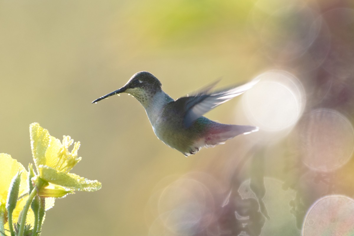 Ruby-throated Hummingbird - ML623819826