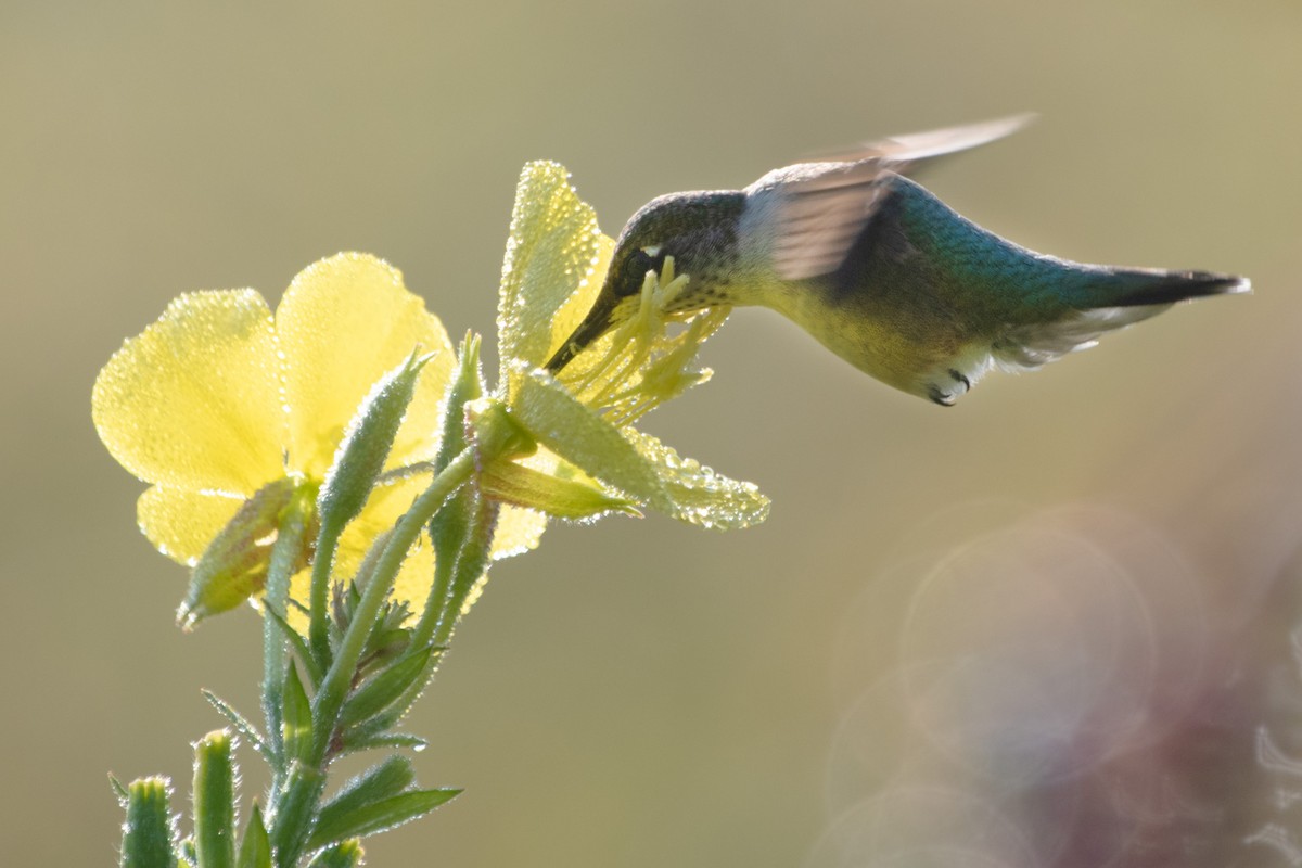 Ruby-throated Hummingbird - ML623819827