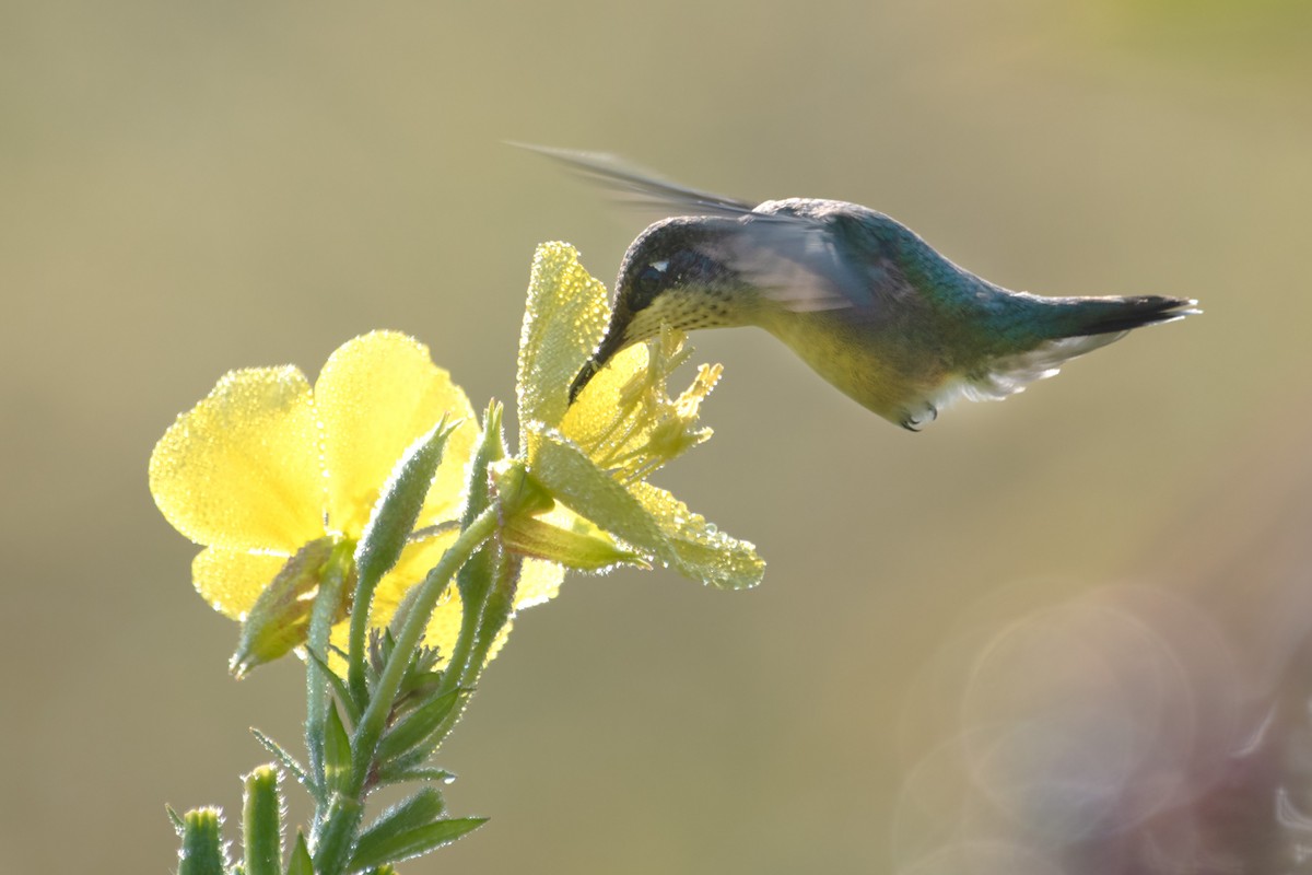 Ruby-throated Hummingbird - ML623819828