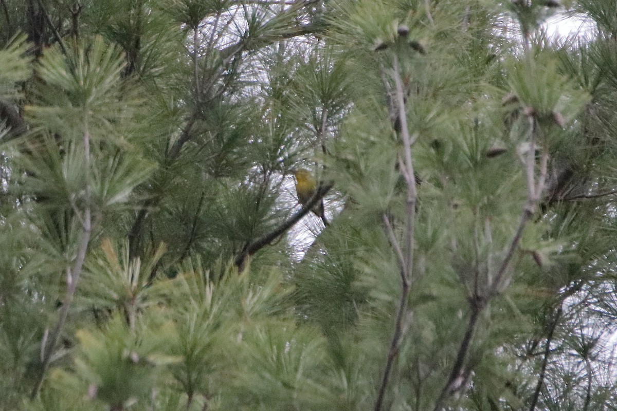 Pine Warbler - Daniel  Bellich