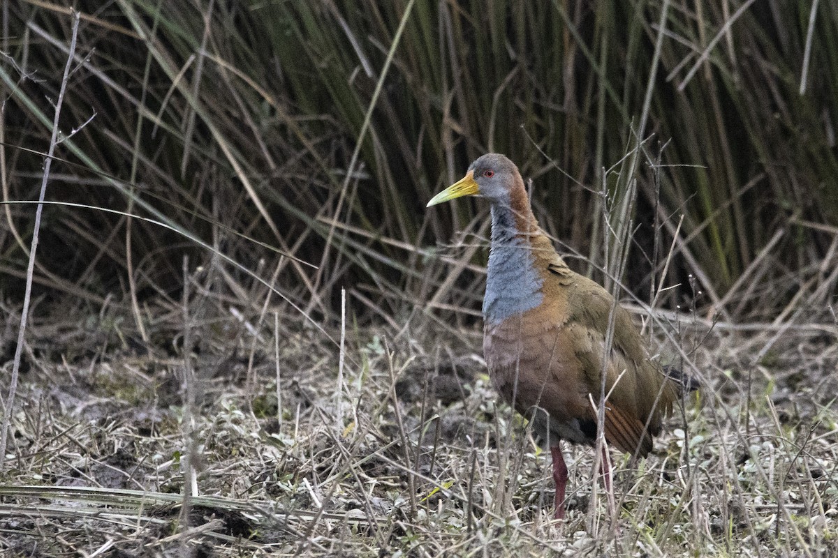 Giant Wood-Rail - ML623819835