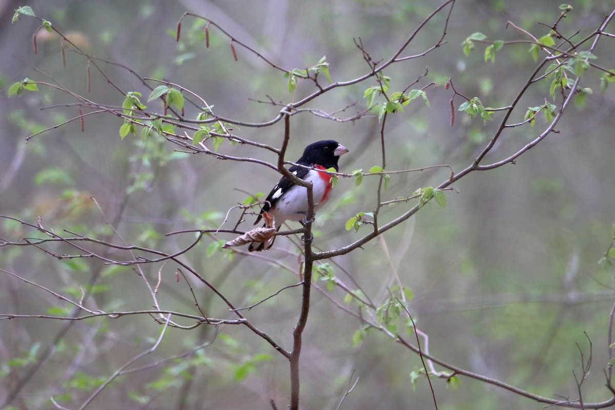 Rose-breasted Grosbeak - ML623819837