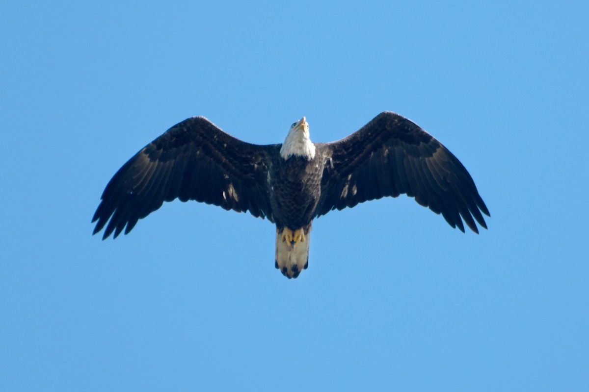 Bald Eagle - ML623819851