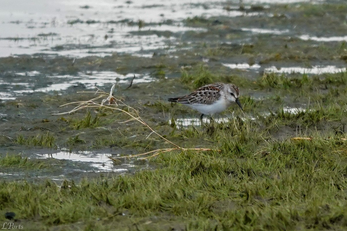 Western Sandpiper - ML623819855