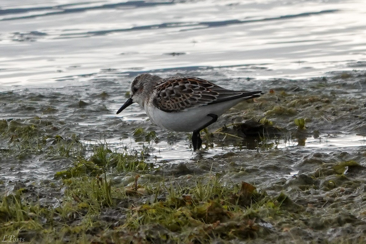 Western Sandpiper - ML623819856