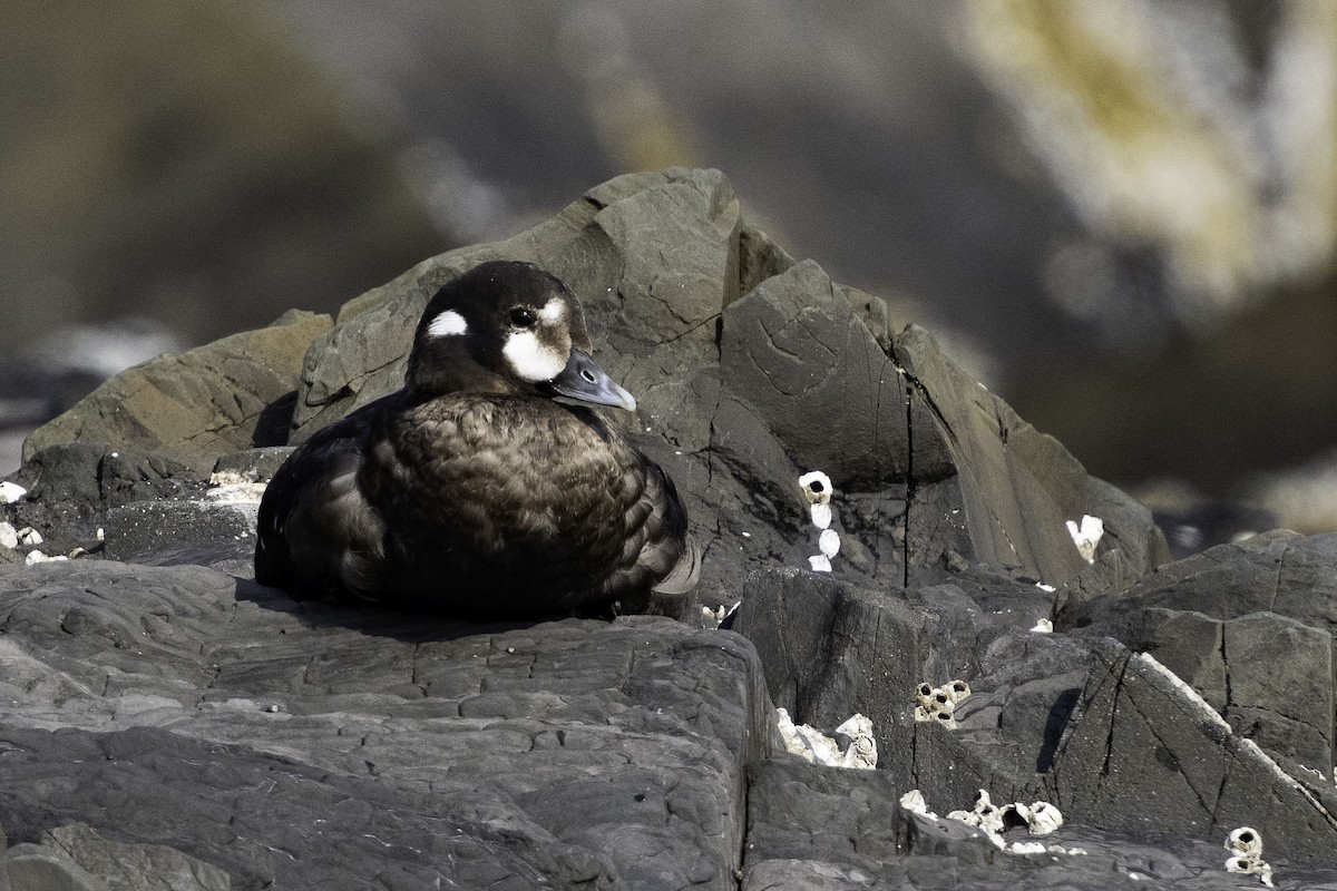 Harlequin Duck - ML623819862