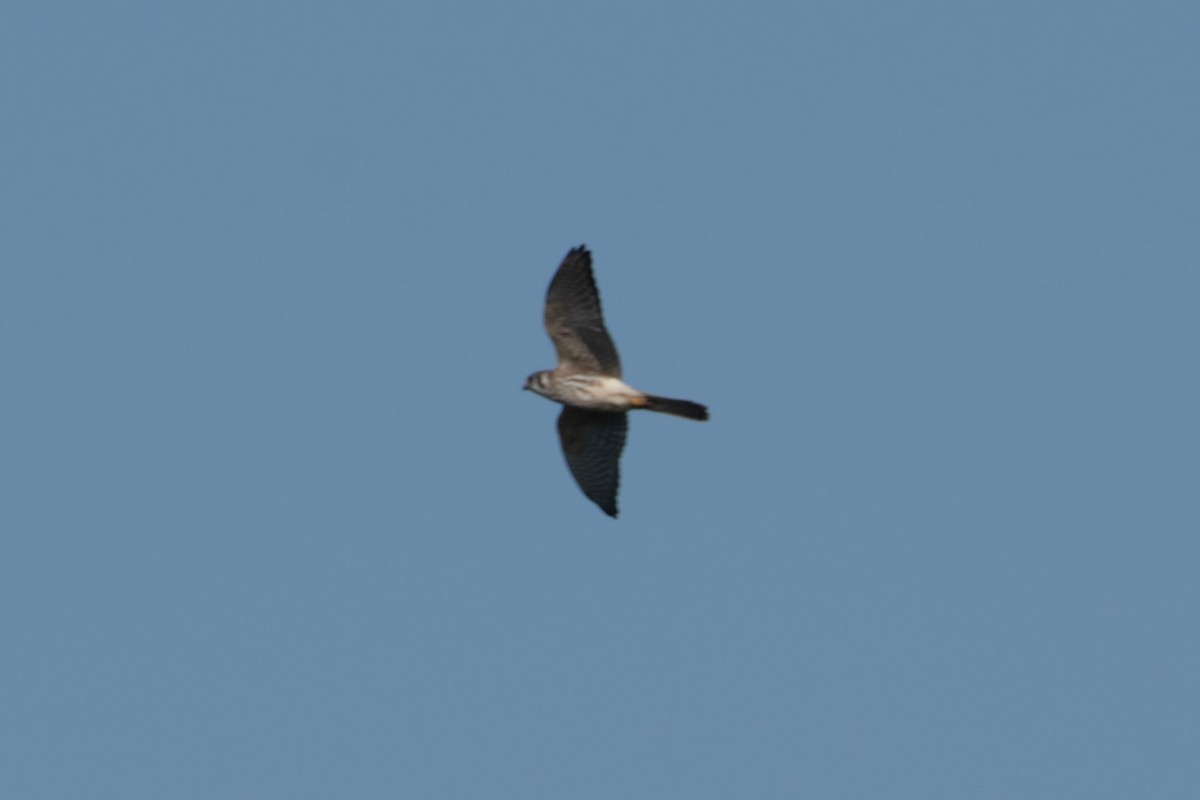 American Kestrel - ML623819868