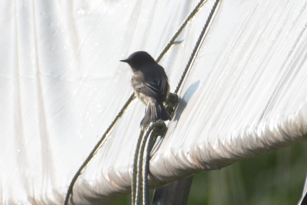 Eastern Phoebe - ML623819881