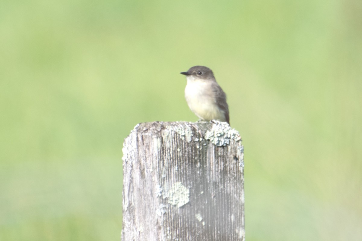 Eastern Phoebe - ML623819882